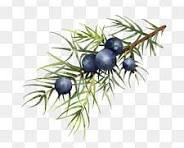 Juniper Images | Free Photos, PNG Stickers, Wallpapers & Backgrounds -  rawpixel