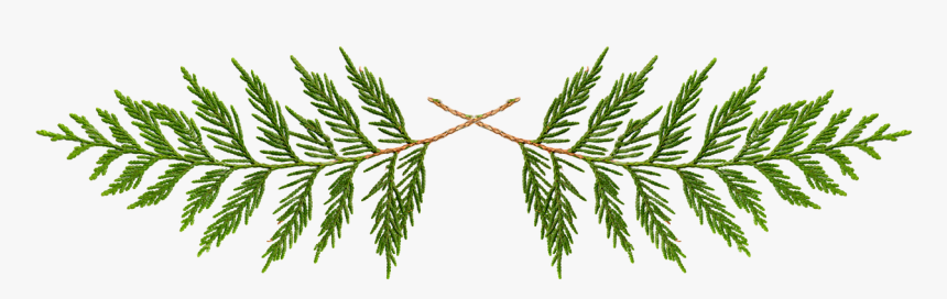 Cedar Tree Images | Free Photos, PNG Stickers, Wallpapers & Backgrounds -  rawpixel